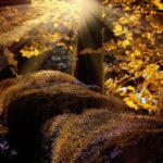 landscape-1042468_640
