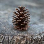 pine-cone-1245888_640
